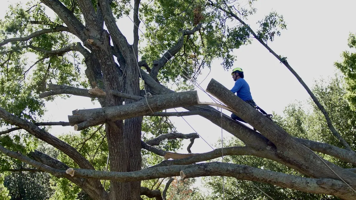 Professional Crown Thinning performed by certified arborists in Woodruff