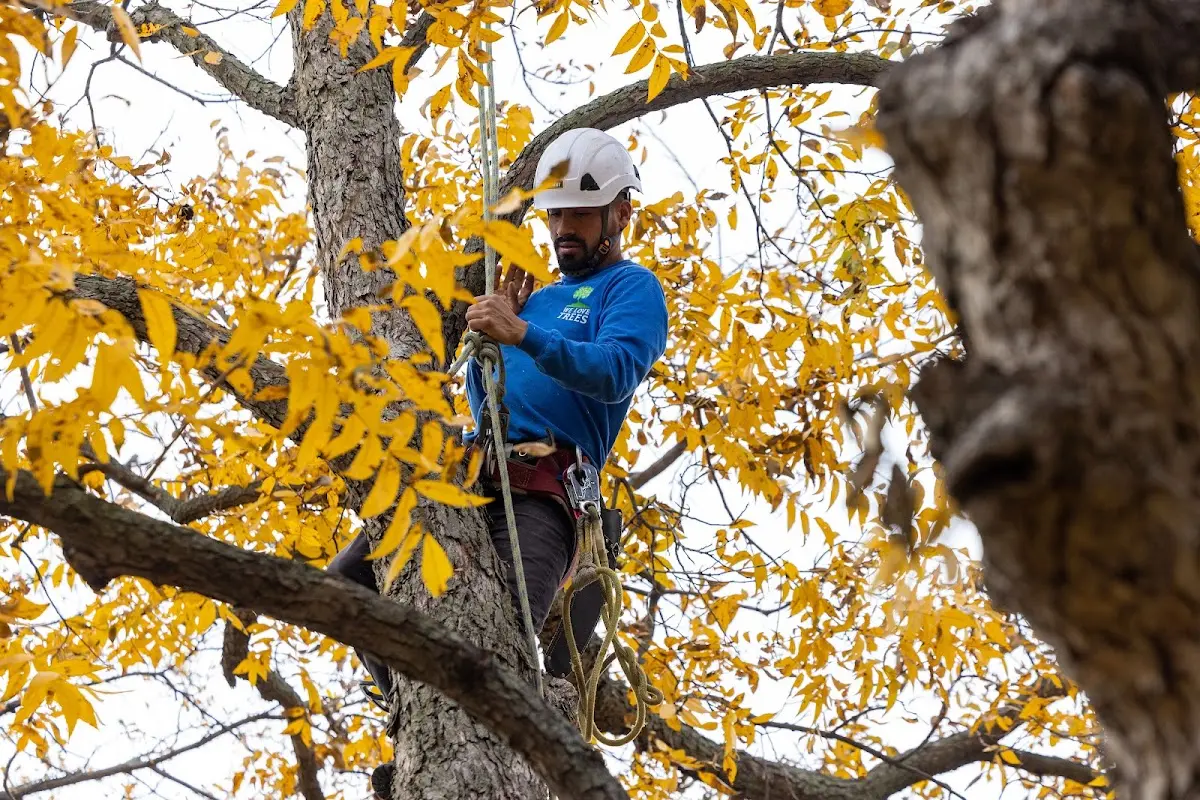 Skilled Tree Pruning crew working in Woodruff